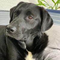 Samito  cleverer Herzensbrecher, Hund zur Adoption