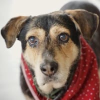 Unkomplizierter Buddy im Ruhrgebiet!, Hund zur Adoption