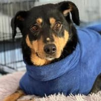 Sanfte Fellnase Nuna sucht Zuhause, Hündin zur Adoption