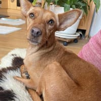 Scarlett sucht Menschen mit etwas Geduld, Hündin zur Adoption