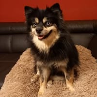 Karkusa in 27478 Cuxhaven #, Hündin zur Adoption