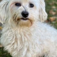 Bliss  Pflegstelle in 47551, Hündin zur Adoption