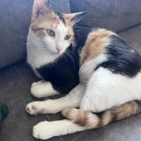 Chrysi - die Glückskatze, Katze zur Adoption