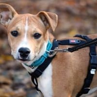 Magno sucht sein Zuhause, Hund zur Adoption
