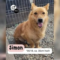 Kleiner SIMON sucht großes Herz, Hund zur Adoption