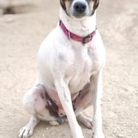 Delta wartet auf ihr Zuhause, Hündin zur Adoption