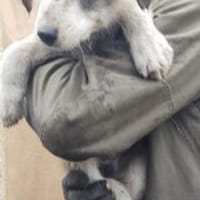 Moppi 30 cm (Okt 25) Pflegestelle, Hund zur Adoption