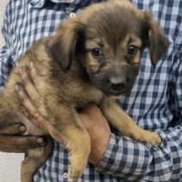 Saba 17 cm (Okt 25) Pflegestelle, Hündin zur Adoption