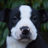 CHOCONOISETTE CHAO, chien à adopter