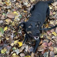 TAMY, chienne à adopter