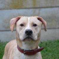 TOKYO CHAO, chien à adopter