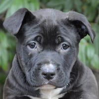 GANACHE  CHAO, chienne à adopter