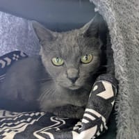 MARIE, chatte à adopter