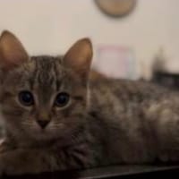 ISIS, chatte à adopter