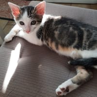 Alvin, chat à adopter