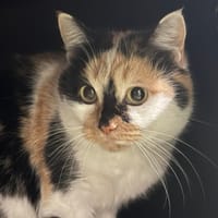 Mars, chatte à adopter