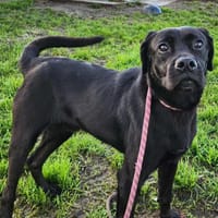 POUF QCN, chien à adopter