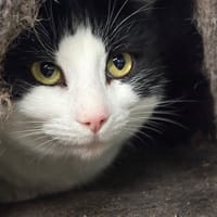 FOLLET, chat à adopter