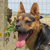 GHOST (Réservé), chien à adopter