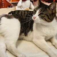 CREVETTE, chatte à adopter