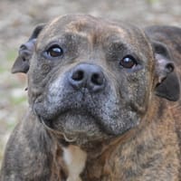 TIANA CHAO, chienne à adopter