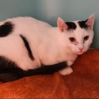 Harley, chat à adopter