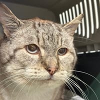 Nyong, chat à adopter