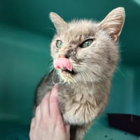 VALYRIA C, chatte à adopter