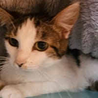 BILLOU, chatte à adopter