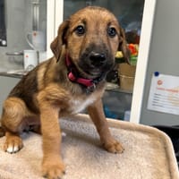 MADELEINE, chienne à adopter