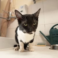 WINTERFELL C, chat à adopter