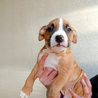 ORANGINA, chien à adopter