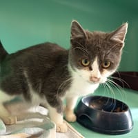 BRAAVOS C, chat à adopter