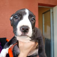 BAILEY, chien à adopter