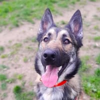 TEXAS, chien à adopter