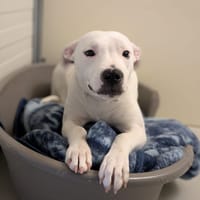 ILOA, chienne à adopter