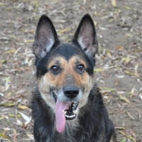 LAIKA CHAO, chienne à adopter