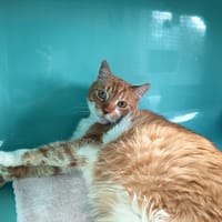 WESTEROS C, chat à adopter