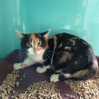 PEYREDRAGON C, chatte à adopter