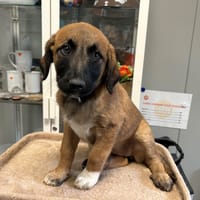 MERINGUE, chienne à adopter