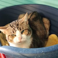 EKTORP, chat à adopter