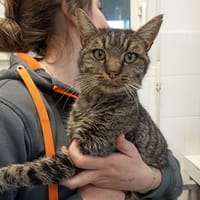 ARRYN C, chat à adopter