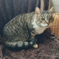 OCCAMY QCT, chatte à adopter