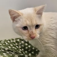 Kimi, chat à adopter