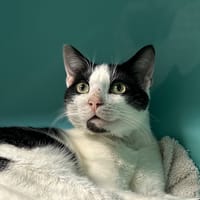 CHAVOIE, chat à adopter
