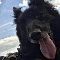 PIM'S, chienne à adopter