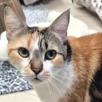 NANNY, chatte à adopter