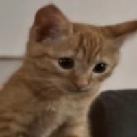 ROMY, chatte à adopter