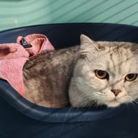 THEODORE, chat à adopter