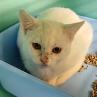 RYZE, chatte à adopter